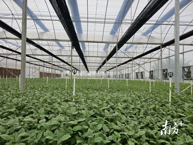 【“媒体+”赋能“百千万”】攥紧“种业芯片”破解“北薯南调”