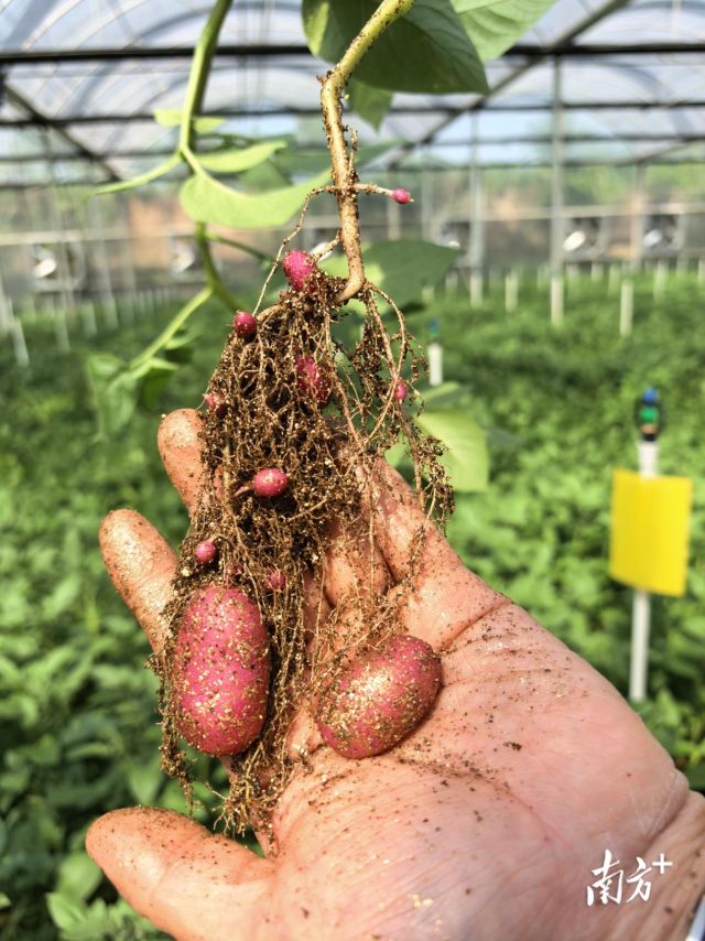 【“媒体+”赋能“百千万”】攥紧“种业芯片”破解“北薯南调”困局(图5)